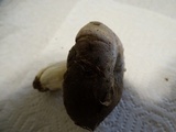 Russula graveolens image