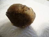 Russula graveolens image