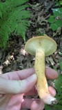 Lactarius volemus image