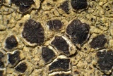Sarcogyne arenosa image