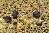 Sarcogyne arenosa image