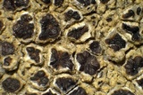 Sarcogyne arenosa image