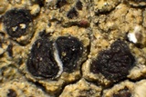 Sarcogyne arenosa image