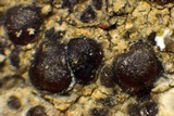 Sarcogyne arenosa image