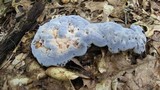 Hydnellum caeruleum image