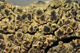 Lecanora coniferarum image