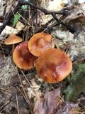 Phaeocollybia christinae image