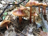 Phaeocollybia christinae image