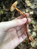 Phaeocollybia christinae image