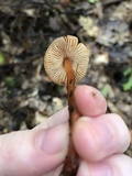 Phaeocollybia christinae image