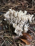 Clavulina coralloides image