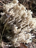 Clavulina coralloides image