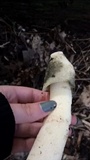 Phallus ravenelii image