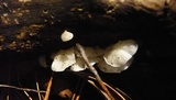 Campanella caesia image