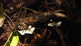 Campanella caesia image
