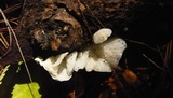 Campanella caesia image