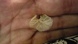 Campanella caesia image