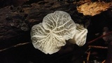 Campanella caesia image