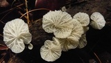 Campanella caesia image