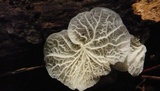 Campanella caesia image