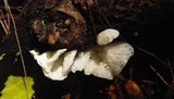 Campanella caesia image