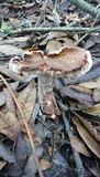 Amanita brunneolocularis image