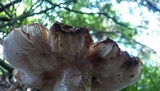 Amanita brunneolocularis image