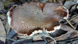 Amanita brunneolocularis image