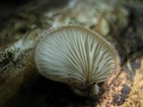 Hohenbuehelia mastrucata image