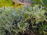 Cladonia parasitica image