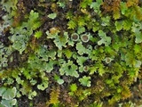 Phaeophyscia hirtella image