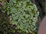 Physcia atrostriata image