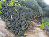 Leptogium austroamericanum image