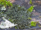 Leptogium austroamericanum image