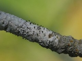 Sphinctrina tubiformis image