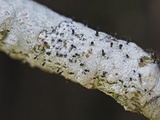 Sphinctrina tubiformis image