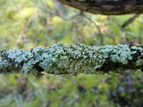 Physcia atrostriata image