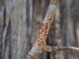 Ramboldia russula image