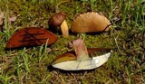 Boletus vermiculosoides image