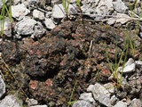 Heppia adglutinata image
