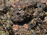 Heppia adglutinata image