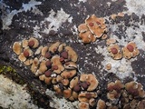 Psora pseudorussellii image