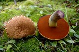 Boletus vermiculosoides image