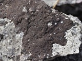 Verrucaria nigrescens f. nigrescens image
