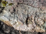 Verrucaria baldensis image