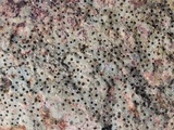 Verrucaria baldensis image