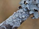 Ochrolechia africana image