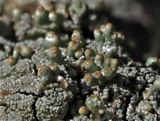 Pycnothelia papillaria image