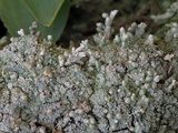 Pycnothelia papillaria image