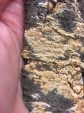 Irpex lacteus image